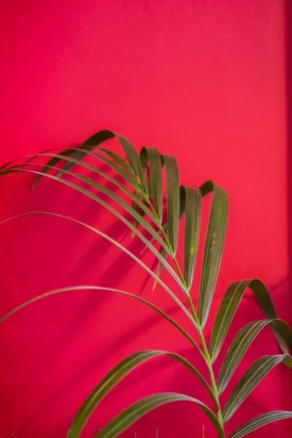 A palm leaf against the red wall