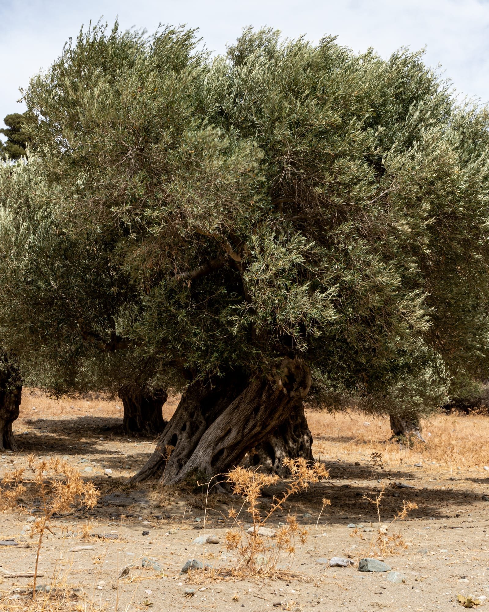 Ελαιώνας στην ενδοχώρα