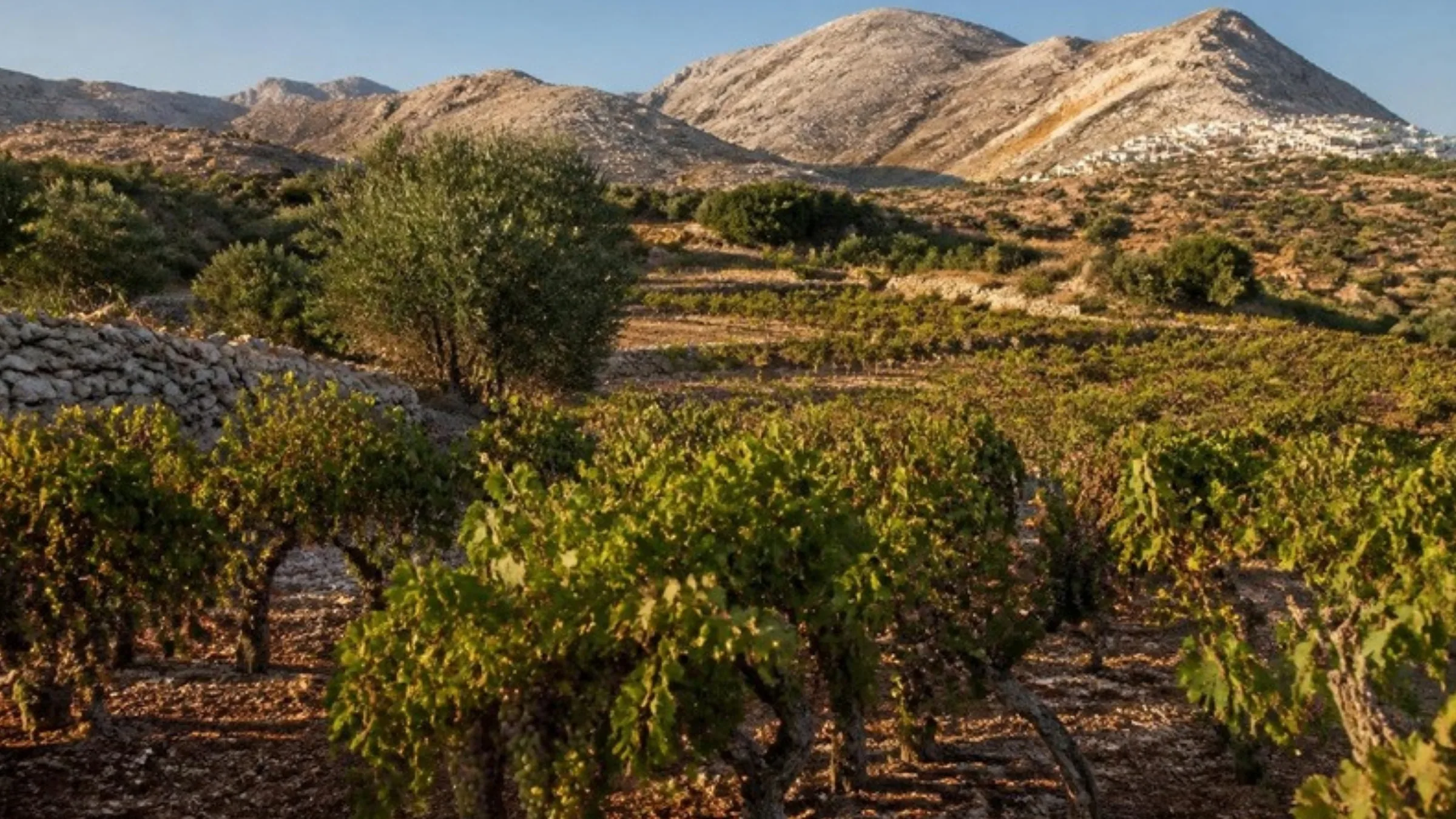 A vineyard in the hills south of Heraklion